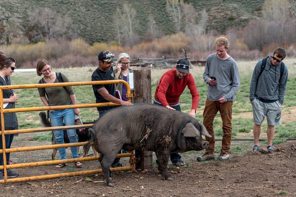 students with pig on farm