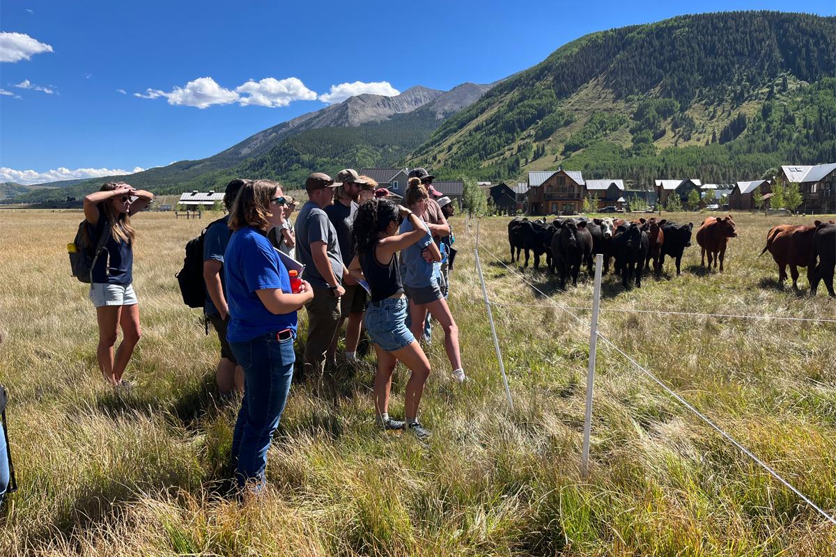 Students observe a herd of cows while visiting the Verzuh Ranch in Crested Butte, CO.