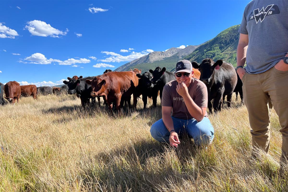A student crouches down in the grass while observing a herd of cattle in a field.