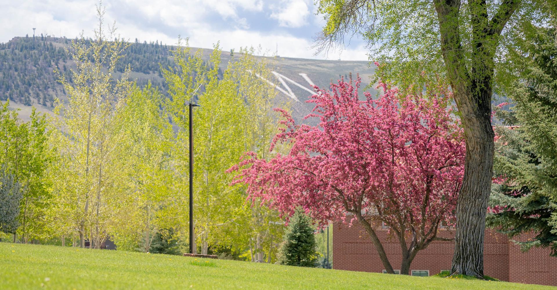 Campus trees bloom with bright green leaves and pink flowers with W Mountain shown in the background.